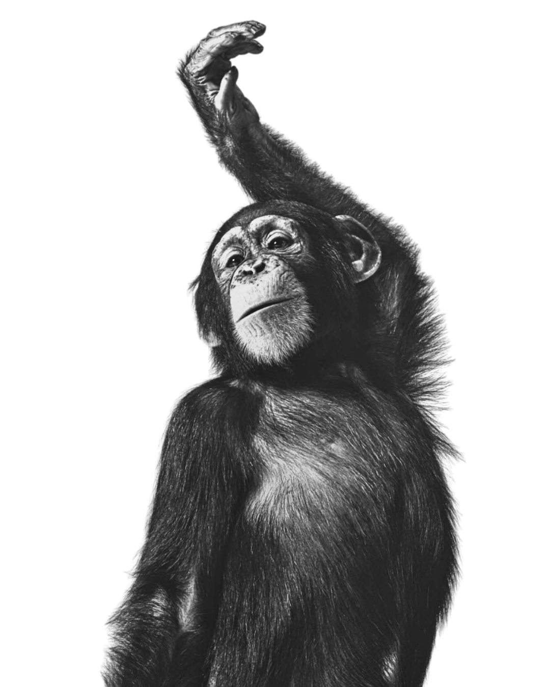 ChimpzLab Banner